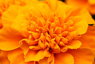 closeup photo of orange petal flower
