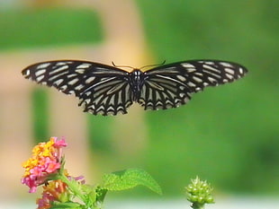 black and white butterfly on green leafed plant in tilt shift photography HD wallpaper
