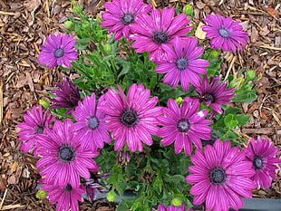 photo of purple petaled flowers during day time