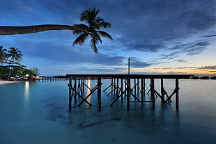 brown wooden dock near coconut tree during daytime