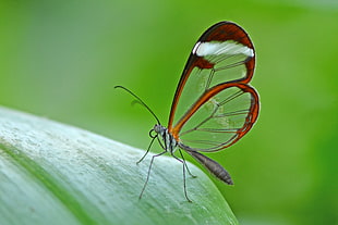 brown glass wing butterfly on leaf macro photography HD wallpaper