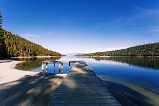 gray seadock, lake, water, forest, clear sky HD wallpaper
