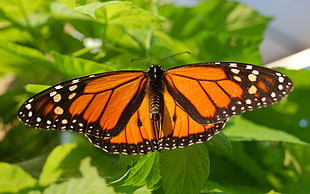 monarch butterfly, butterfly, insect, leaves