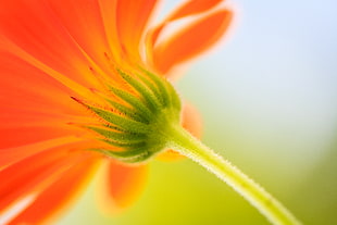 shallow focus photograph of orange Daisy flower