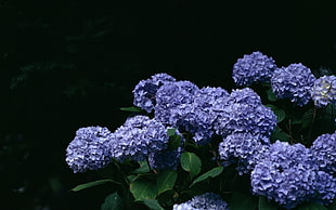 photography of purple Hydrangeas