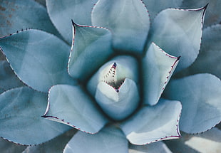 top view of green succulent plant