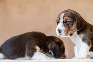 two short-coated tricolor puppies