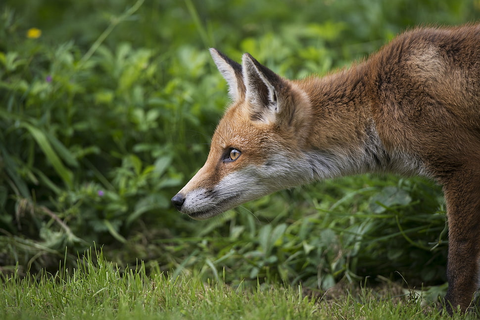 brown fox on green grass HD wallpaper
