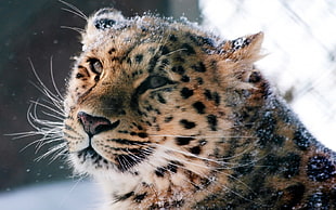 cheetah, animals, snow HD wallpaper