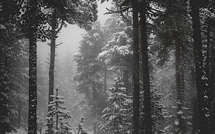 grayscale photo of snow forest
