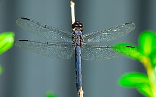 macroshot photography of dragonfly HD wallpaper