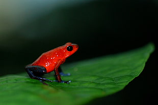 selective focus photography of a red frog on top of leaf, oophaga pumilio, poison dart frog