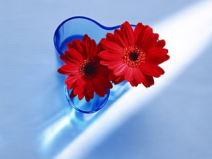 two red Transvaal Daisy flowers in blue vase