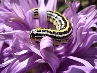 yellow and black worm on purple flower