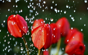 selective focus photography of red petaled flower with water dews