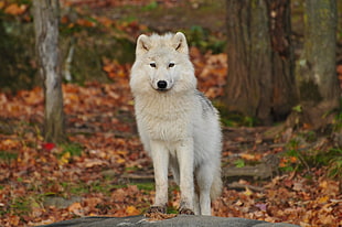 white wolf, Wolf, Predator, White
