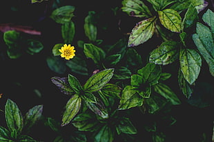 yellow flower, nature, trees, depth of field