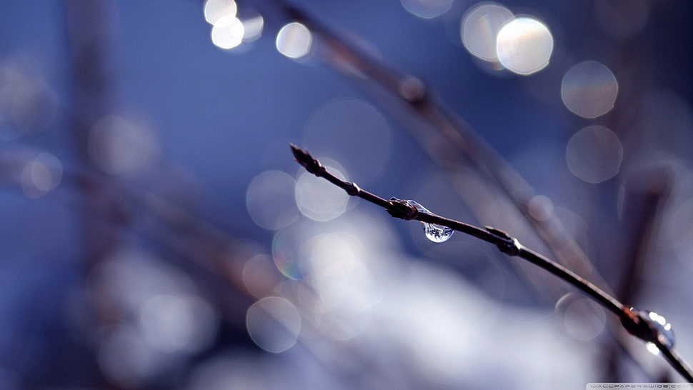 brown stem with water droplet HD wallpaper