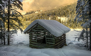 wooden shed on snowfield surrounded with trees