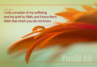 I only complain of my suffering text, Qur'an, Islam, prophet, jacop