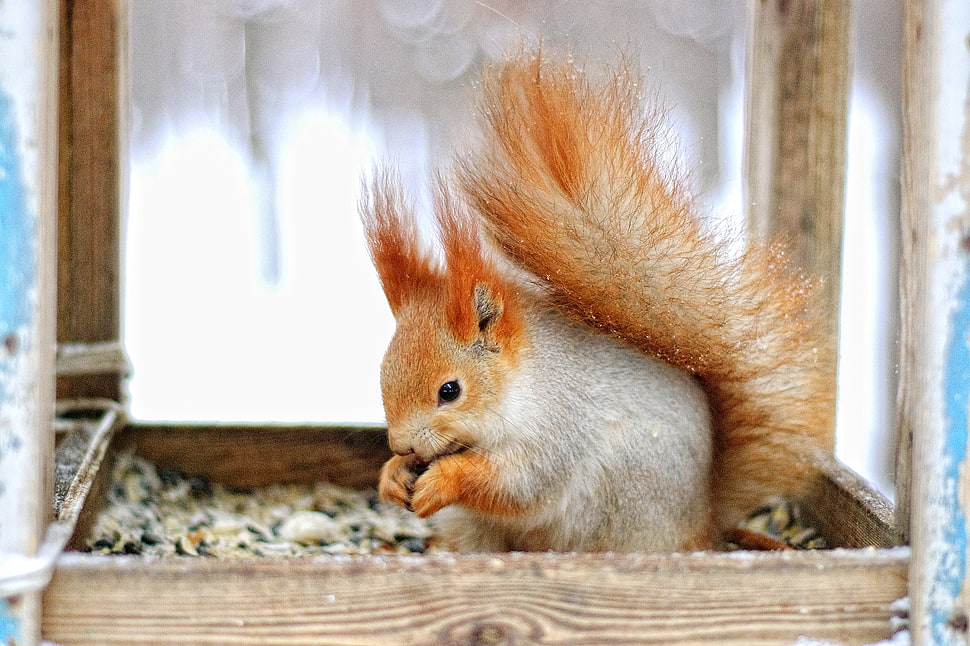 red squirrel, animals, squirrel HD wallpaper
