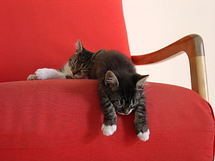 two black-and-white kittens lying on couch