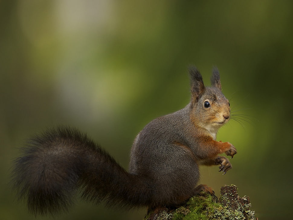 squirrel photography HD wallpaper