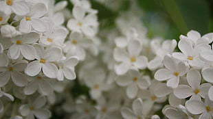 tilt lens photography of white flowers