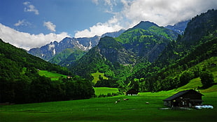 landscape photo of mountain surrounded by trees