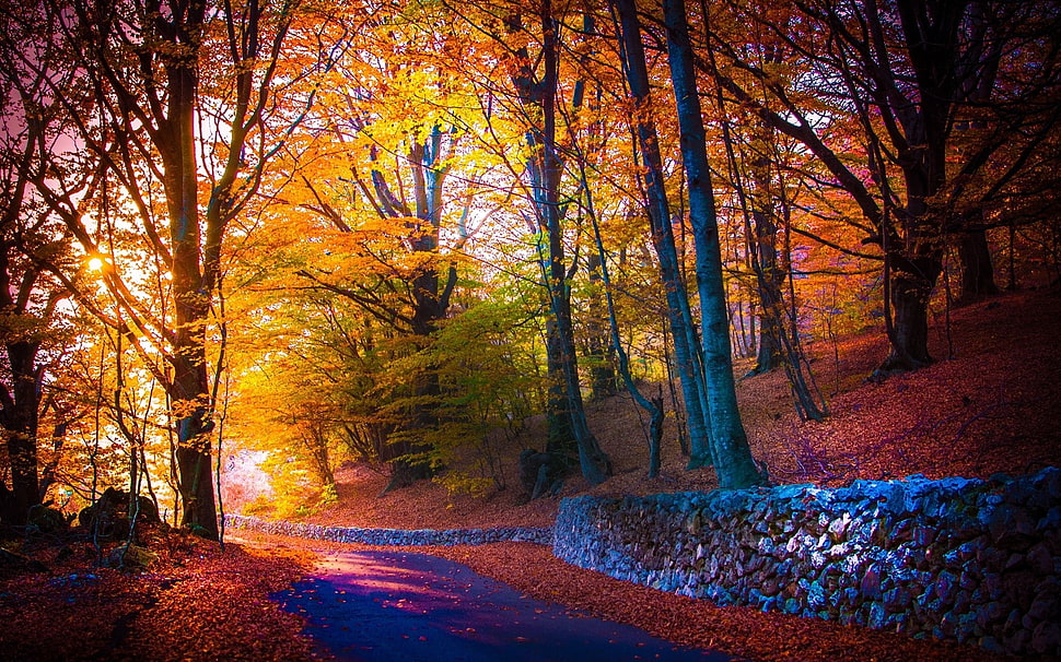 landscape photography of trees HD wallpaper