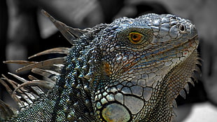 gray and green reptile