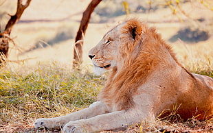 selective focus photography of lion on grasses