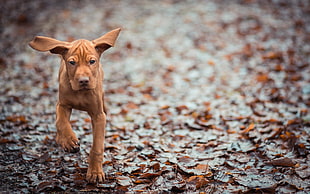 Redbone Coonhound puppy