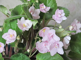 pink and white 4-petaled flowers
