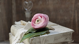 pink rose on white hardbound book
