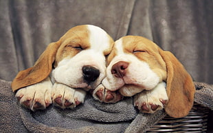 two lemon-and-white Beagle sleeping together