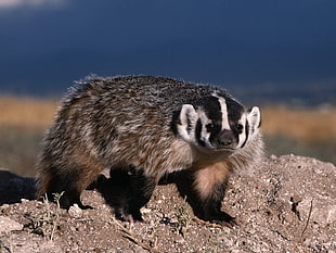 black and white short-coated 4-legged animal taken at daytime