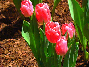 pink Tulip flowers with green leaf plants