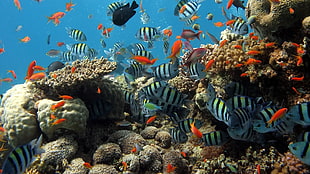 school of black-and-blue striped fish, fish, coral HD wallpaper