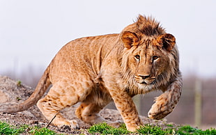 selective focus photo of lion