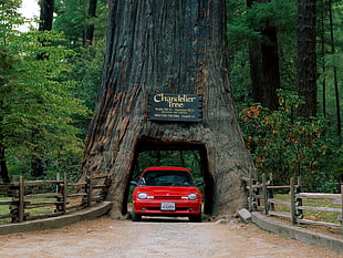 red car in inside a tree, nature, grass, trees, car