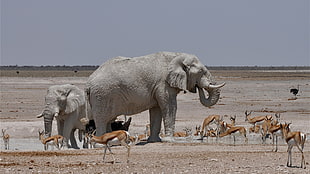 two gray elephants, nature, animals, landscape, wildlife HD wallpaper
