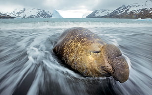 time lapse photography of brown seal on body of water