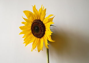 close up photography of sunflower HD wallpaper