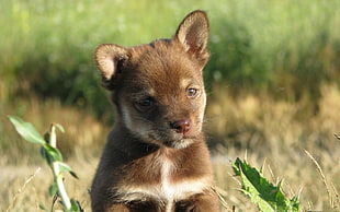 New Guinea Singing Dog puppy
