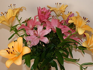 Lily flowers bouquet ] HD wallpaper