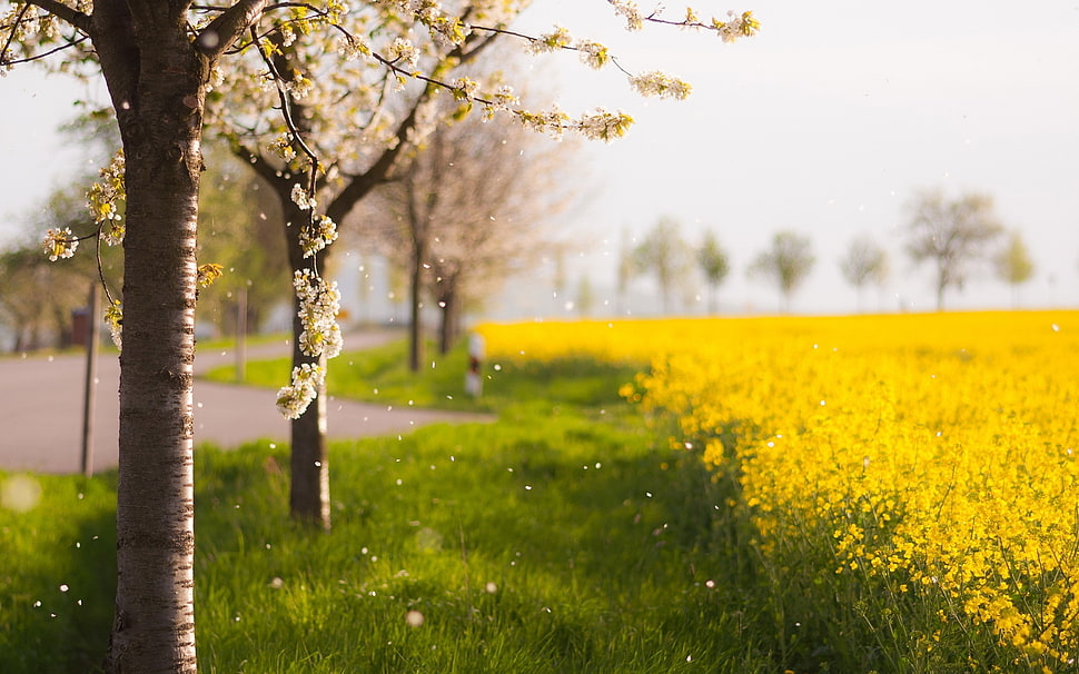 selective focus photography of yellow flower fields HD wallpaper