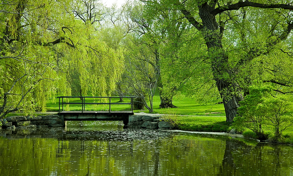 green trees, trees, park HD wallpaper