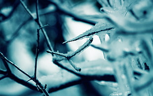 close-up photography of frozen tree branch