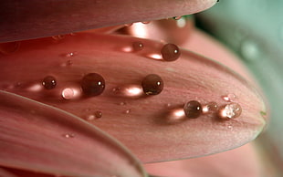 closeup photo of pink petal flower with dew drops